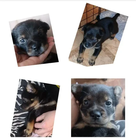 Щенок девочка 1,5 месяца - Собаки в Чита