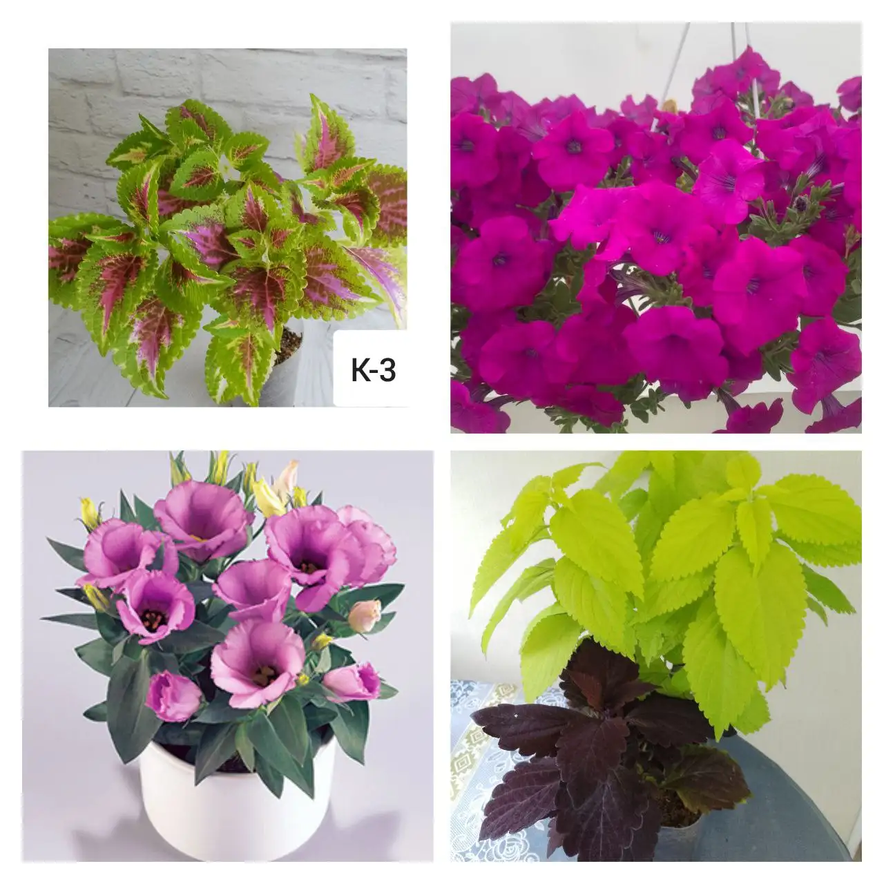 Продажа комнатных растений и черенков - Комнатные растения (Хобби и отдых) в Чита