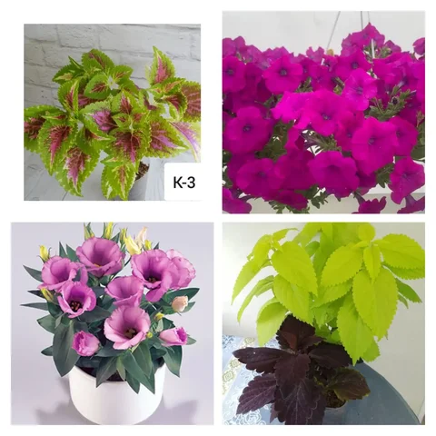 Продажа комнатных растений и черенков - Бассейны в Чита