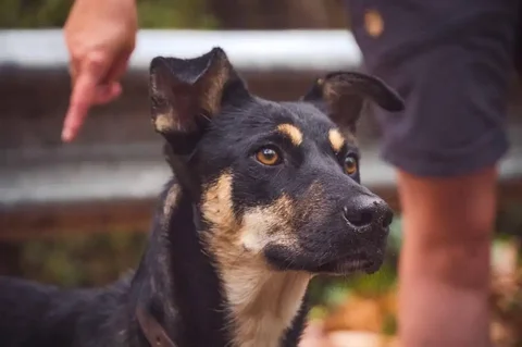 Срочно ищет дом молодая стерилизованная собака из приюта - Собаки в Чита
