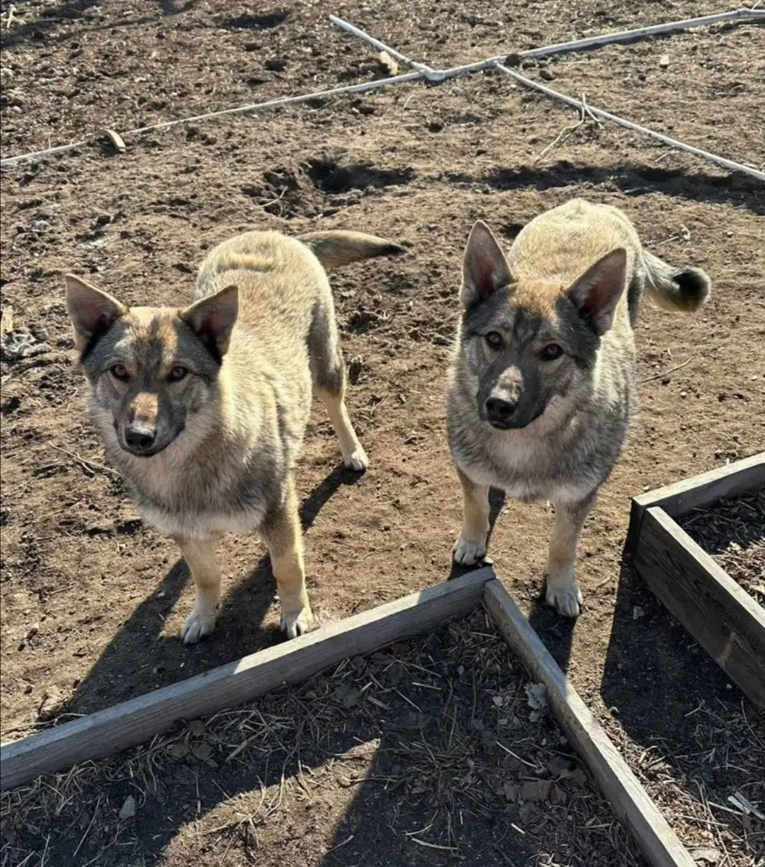 Щенки для охраны и компаньонства - Собаки (Животные) в Чита