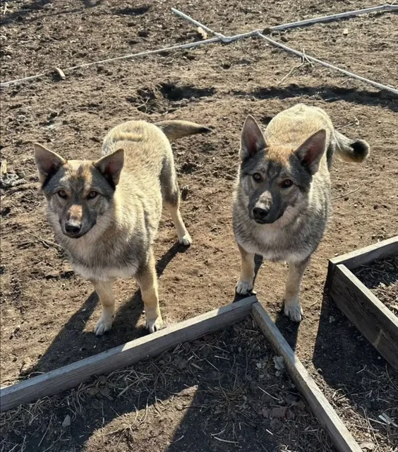 Щенки для охраны и компаньонства - Собаки в Чита