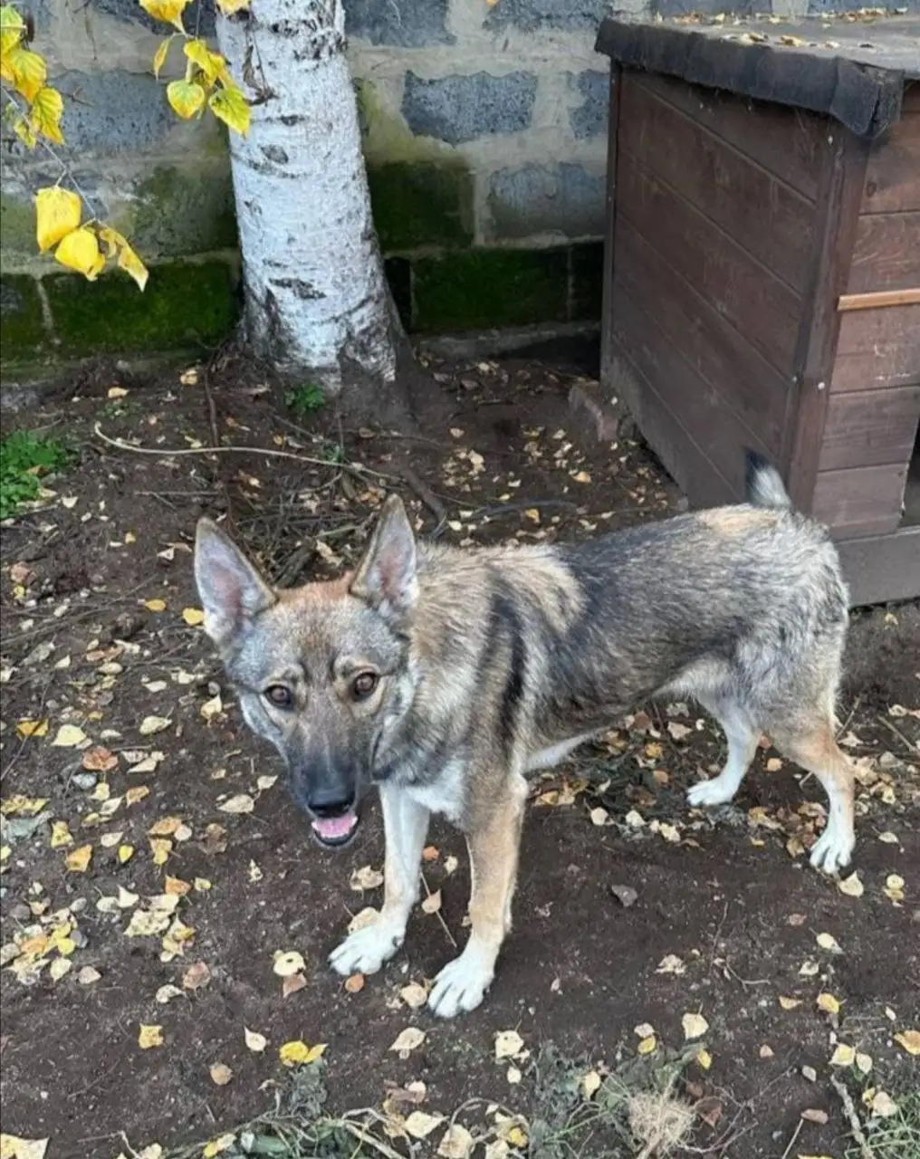 Щенки для охраны и компаньонства - Собаки (Животные) в Чита