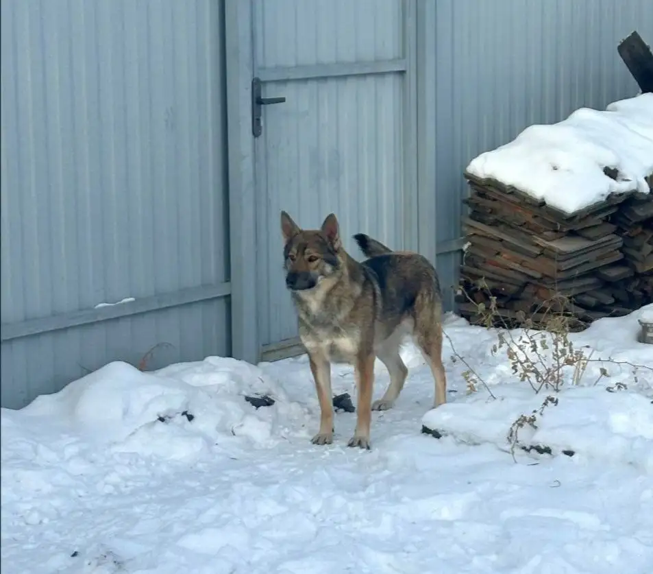 Щенки для охраны и компаньонства - Собаки (Животные) в Чита