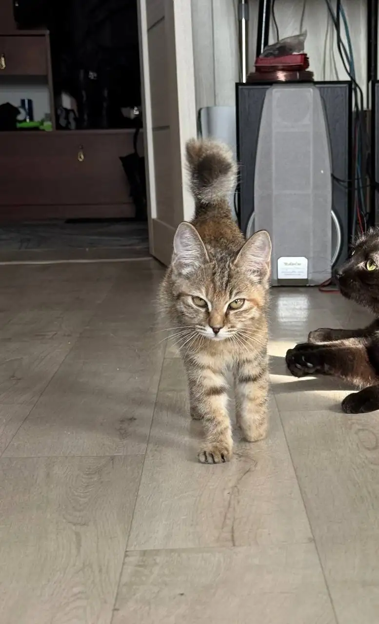 Маленькая Рысь ищет дом - Кошки (Животные) в Чита