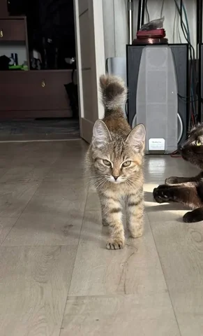 Маленькая Рысь ищет дом - Птица в Чита