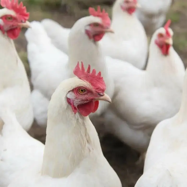 Продажа кур молодок в Чите - Птица (Животные) в Чита