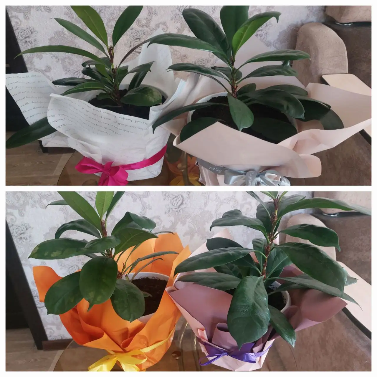 Фикус для женщин к 8 Марта - Растения (Для дома и дачи) в Чита