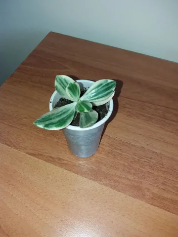 Укорененные черенки вариегатной толстянки триколор - Бассейны в Чита