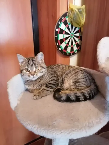 Девочка Яра 4 месяца - Птица в Чита