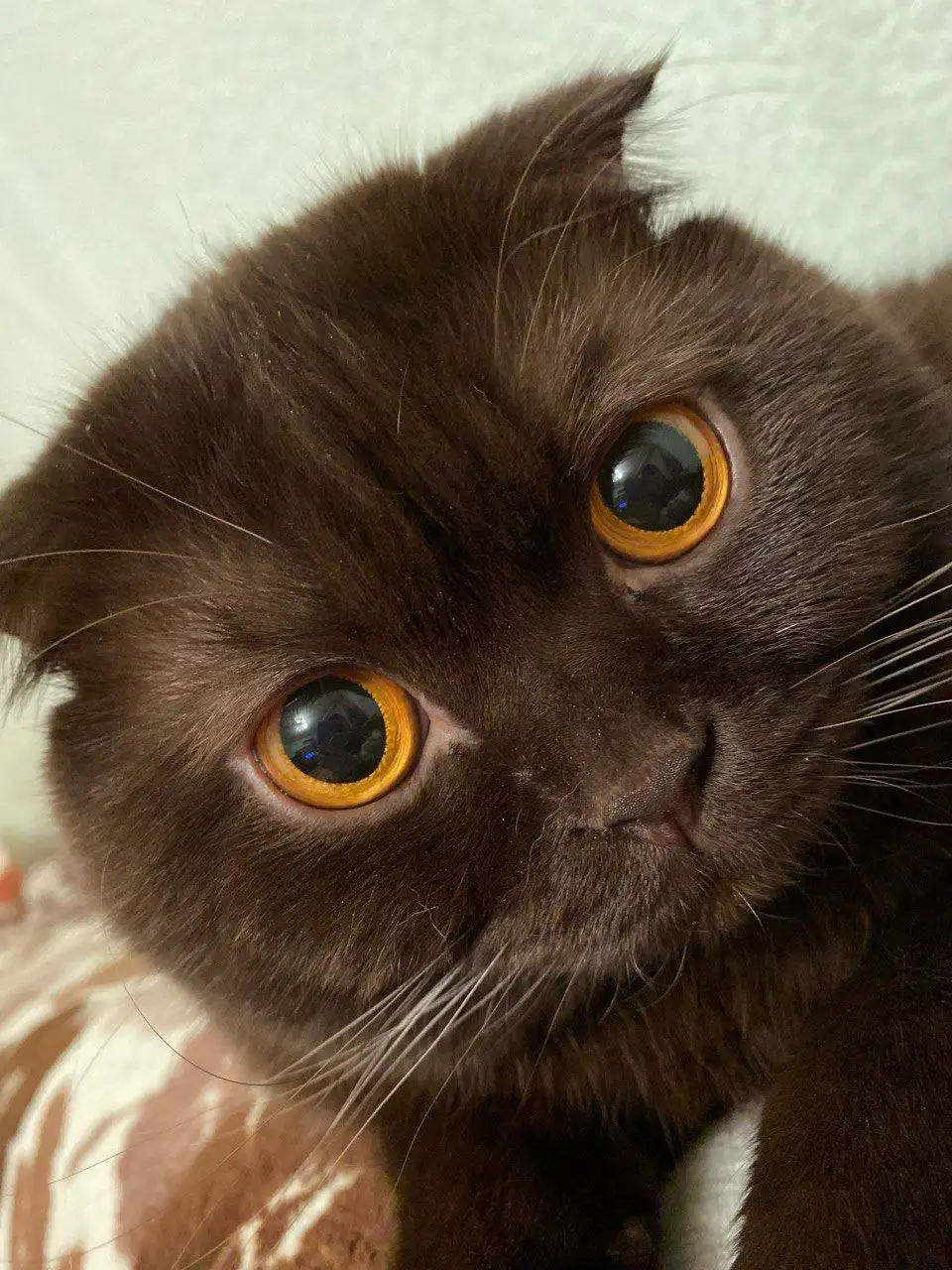 Шотландский вислоухий кот Теодор 9 лет - Кошки (Животные) в Чита