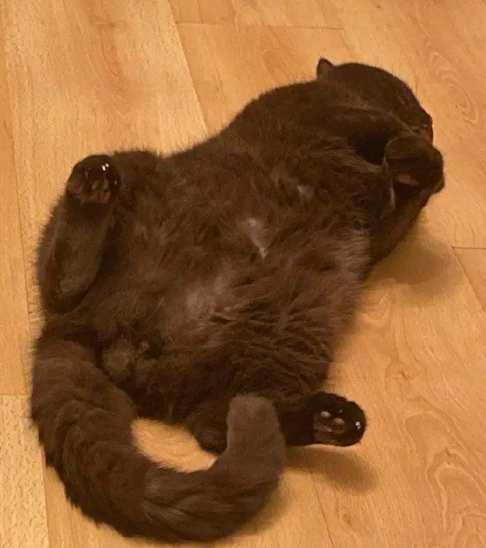 Шотландский вислоухий кот Теодор 9 лет - Кошки (Животные) в Чита