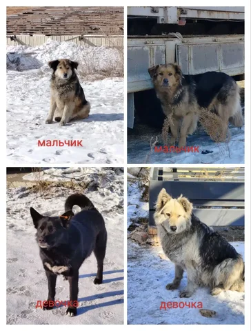 Нужен дом для охранных собак - Птица в Чита