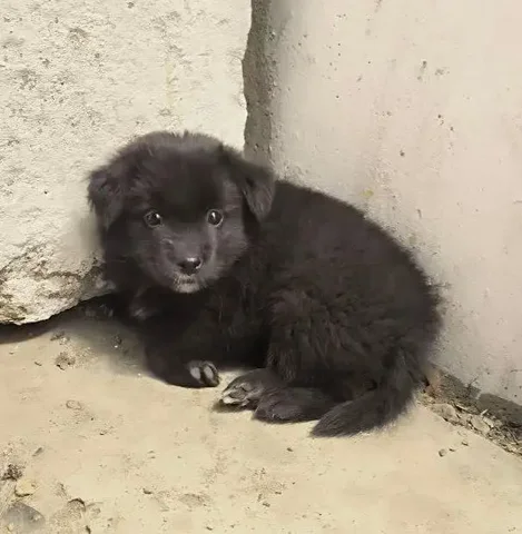 Щенок девочка 2 месяца ищет дом - Птица в Чита
