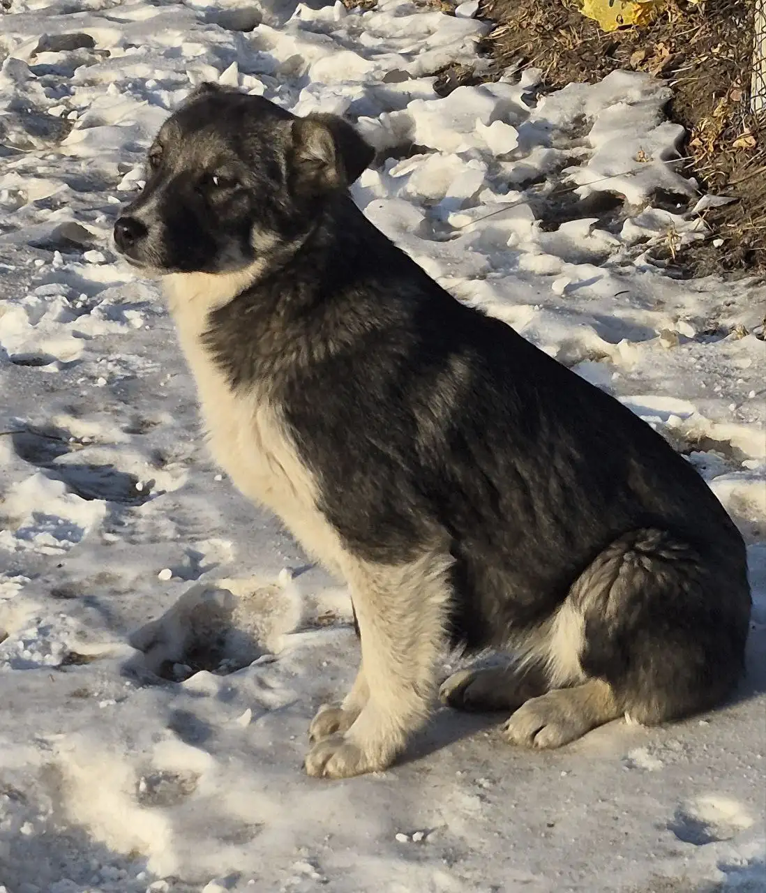 Поиск дома для щенка девочки 5 месяцев - Собаки (Животные) в Чита
