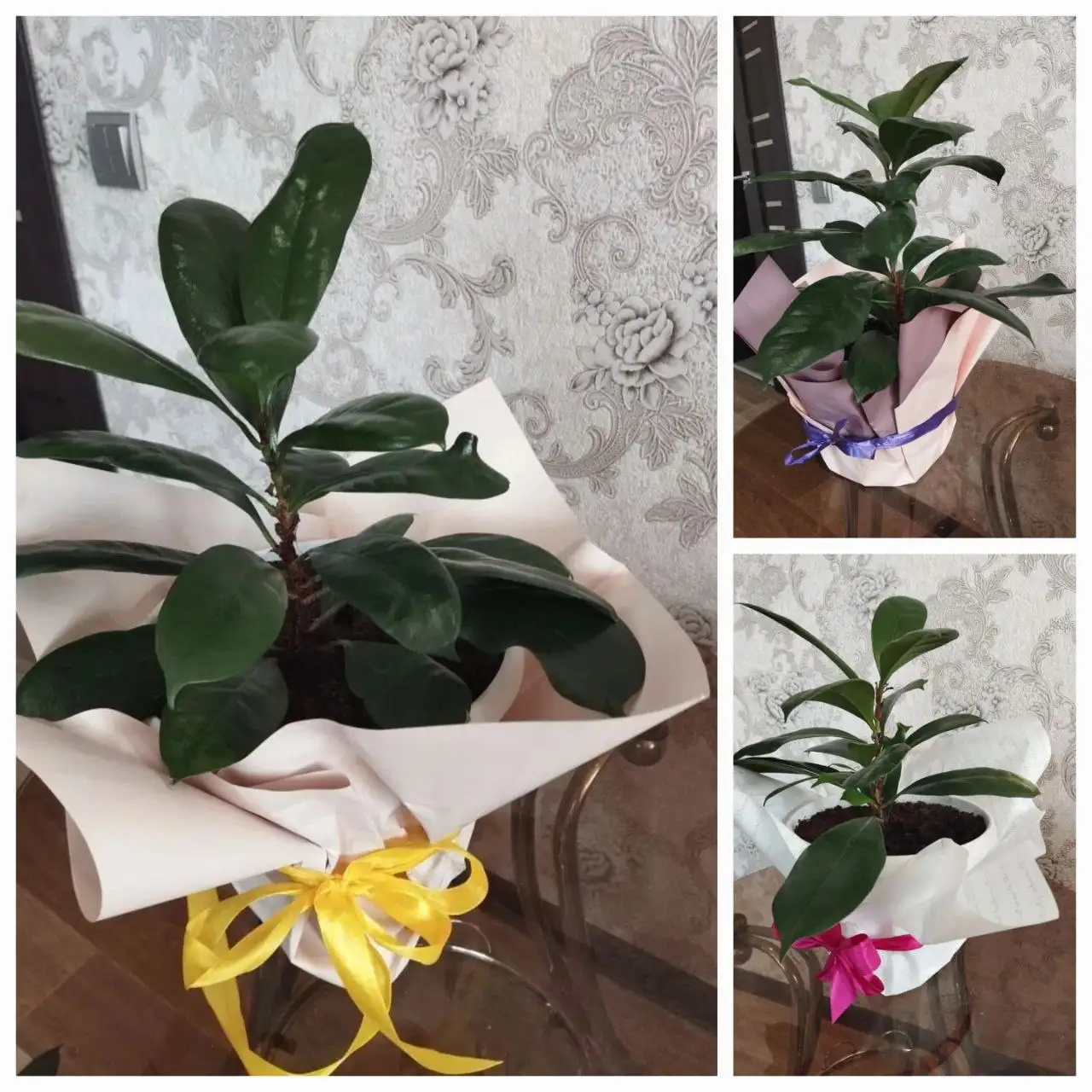 Фикус для дома - Комнатные растения (Для дома и дачи) в Чита