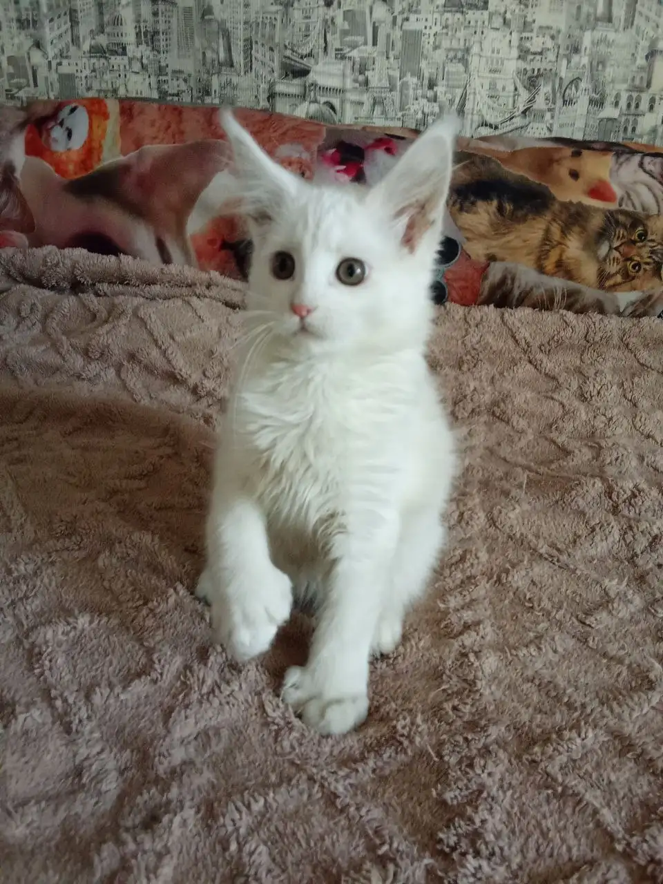 Продам кошечку Мейн Кун полидакт - Кошки (Животные) в Чита