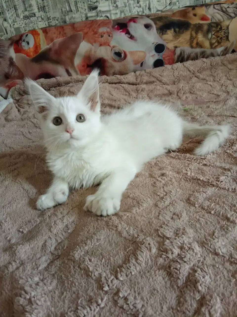 Продам кошечку Мейн Кун полидакт - Кошки (Животные) в Чита