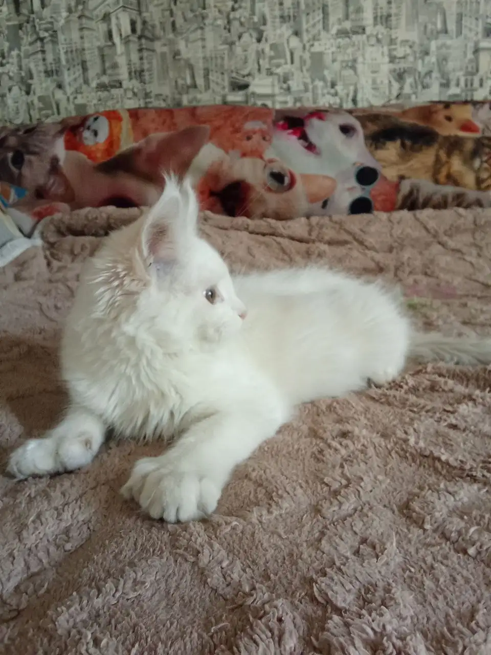 Продам кошечку Мейн Кун полидакт - Кошки (Животные) в Чита