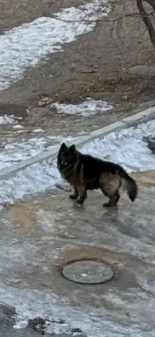 Найденная собака в Чите - Благотворительность в Чита