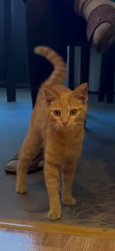 Рыжий котенок на счастье в дом - Кошки (Животные) в Чита