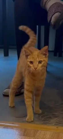 Рыжий котенок для квартиры - Благотворительность в Чита