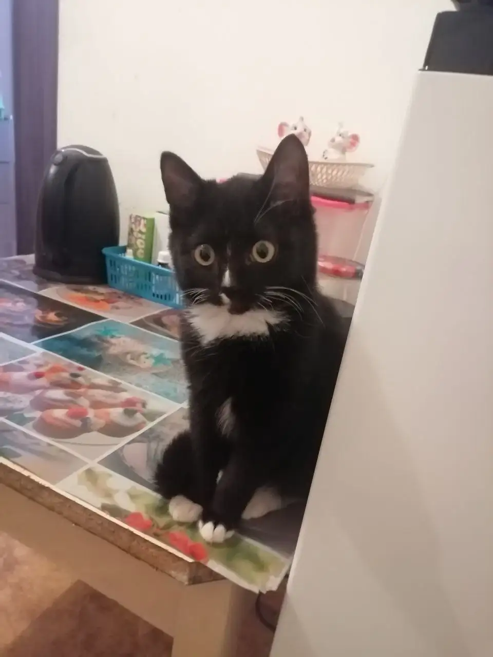 Котенок Сеня 2,5 месяца - Кошки/Котята (Животные) в Чита