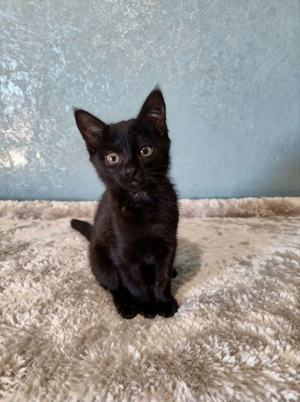 Котенок черная Лилия 2,5 месяца - Котята (Животные) в Чита