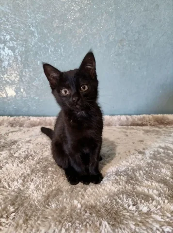 Котенок черная Лилия 2,5 месяца - Благотворительность в Чита