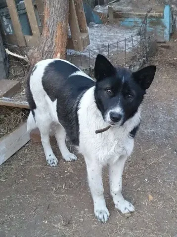 Отдам собаку в Чите - Благотворительность в Чита