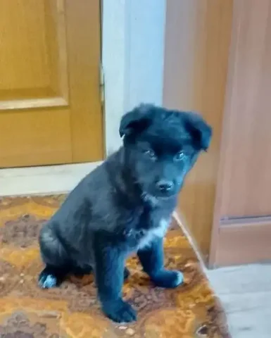 Щенок для охраны, 4 месяца, доставка из Читы - Благотворительность в Чита