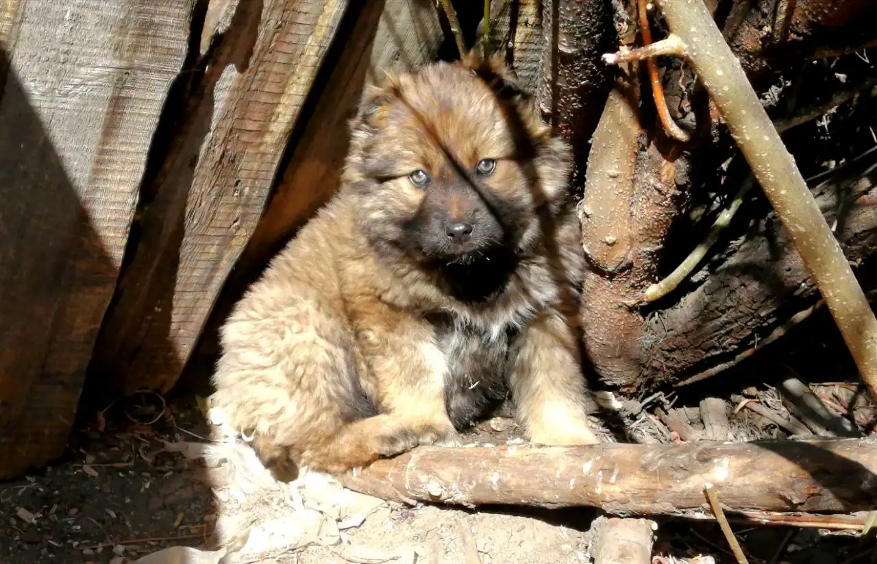 Щенки девочки ищут дом - Собаки (Животные) в Чита