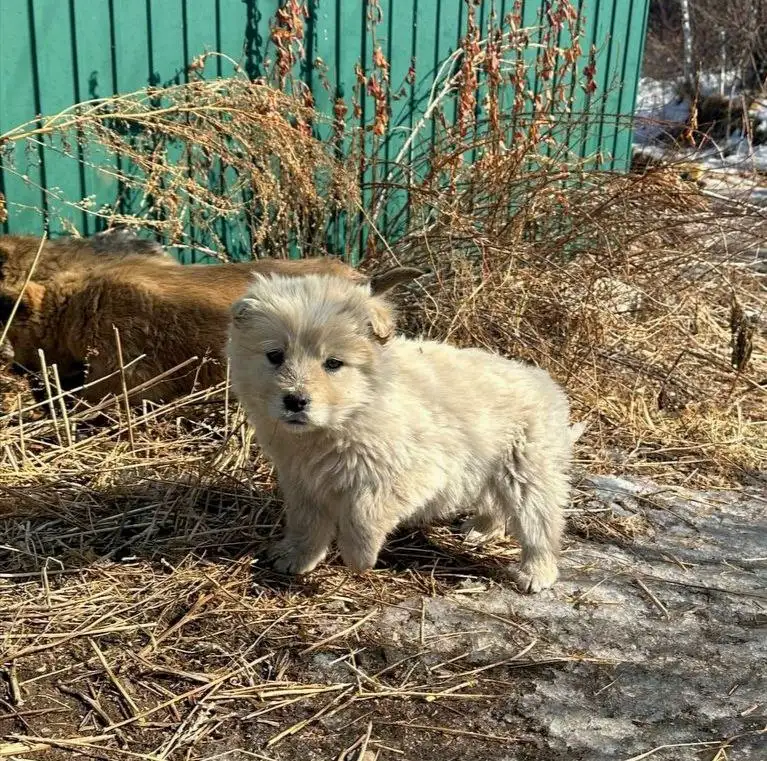 Щенки девочки ищут дом - Собаки (Животные) в Чита
