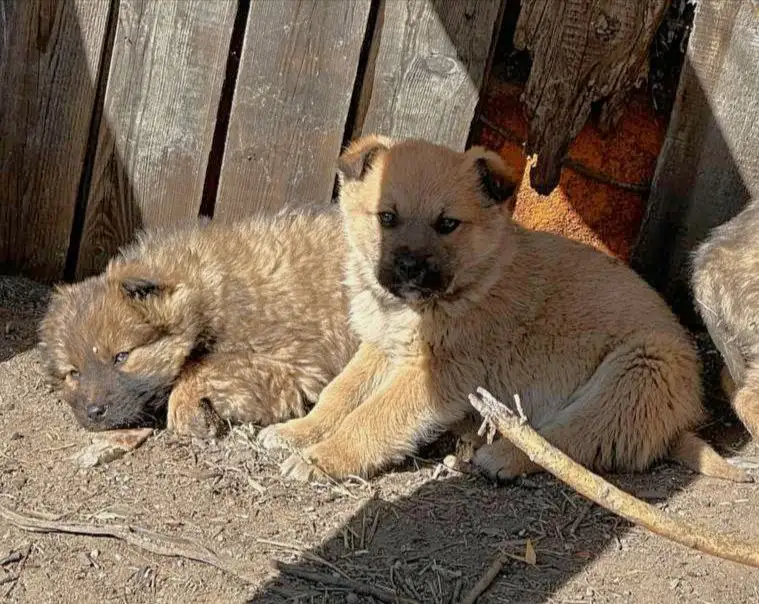 Щенки девочки ищут дом - Собаки (Животные) в Чита