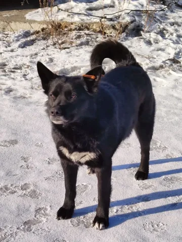 Стерилизованная собака ищет дом - Находка/потеря в Чита
