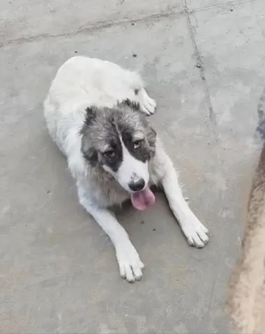 Пропал алабай в районе Логовой-Промышленной - Находка/потеря в Чита