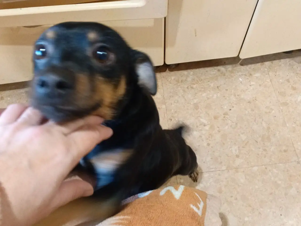 Той терьер мальчик 3 года - Собаки (Животные) в Чита