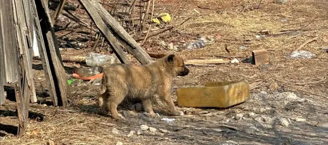 Щенок мальчик ищет дом - Находка/потеря в Чита
