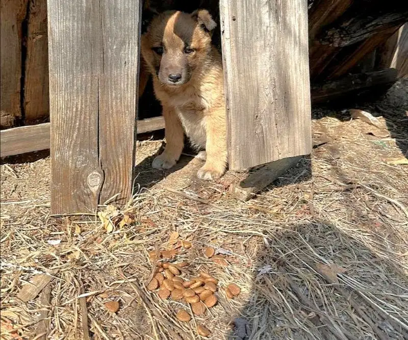 Щенок мальчик ищет дом - Собаки (Животные) в Чита