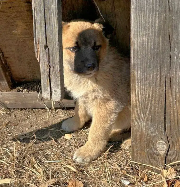 Щенок мальчик ищет дом - Собаки (Животные) в Чита