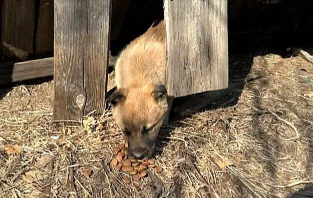 Щенок мальчик ищет дом - Собаки (Животные) в Чита