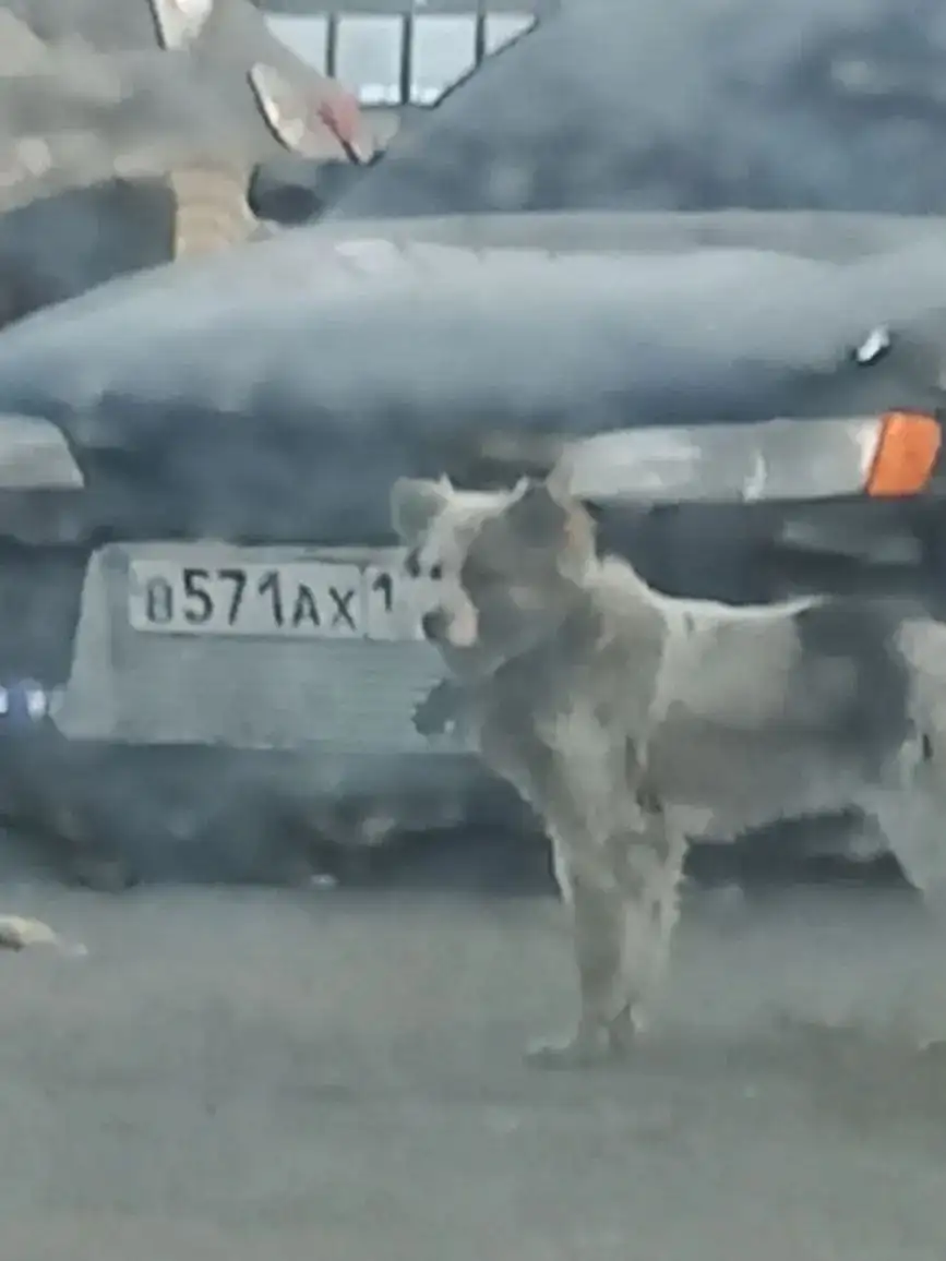 Потеряшка с ошейником - Животные в Чита