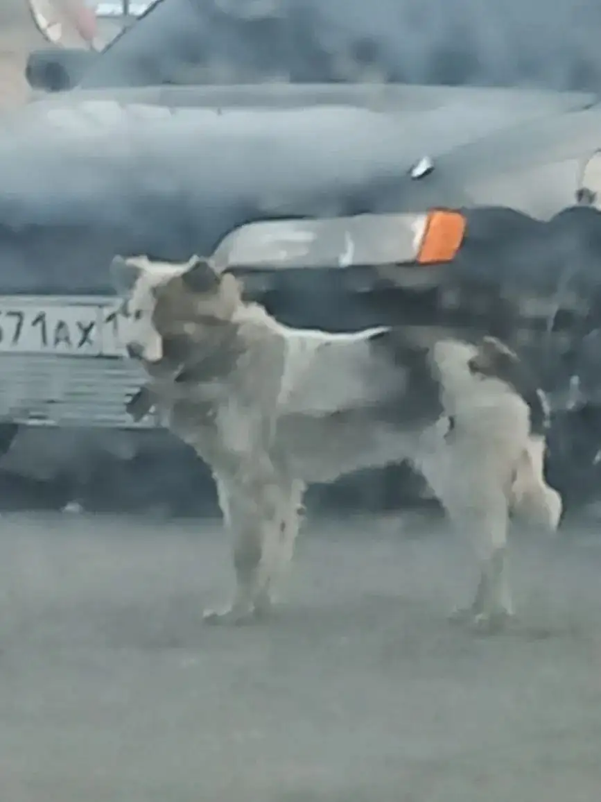 Потеряшка с ошейником - Животные в Чита