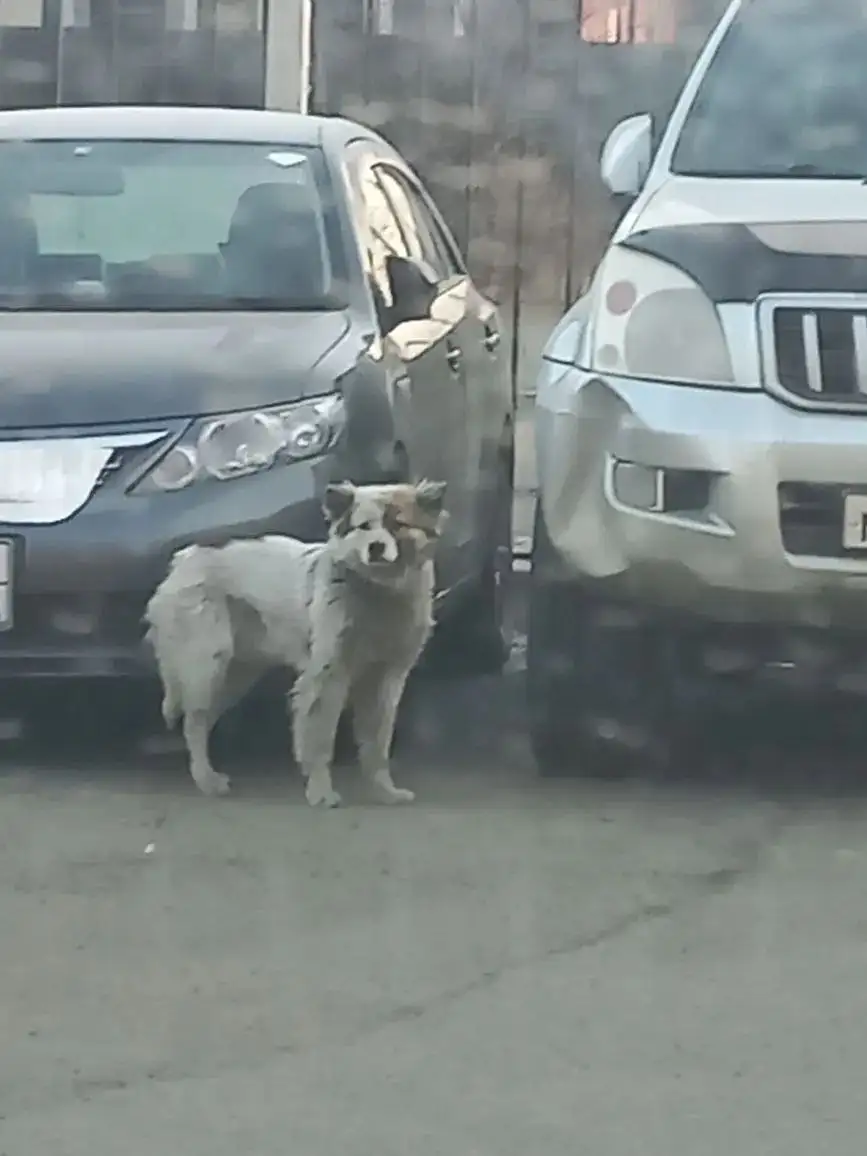 Потеряшка с ошейником - Животные в Чита