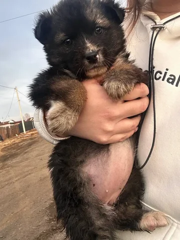 Щенки медвежьего типа для ответственных хозяев - Находка/потеря в Чита