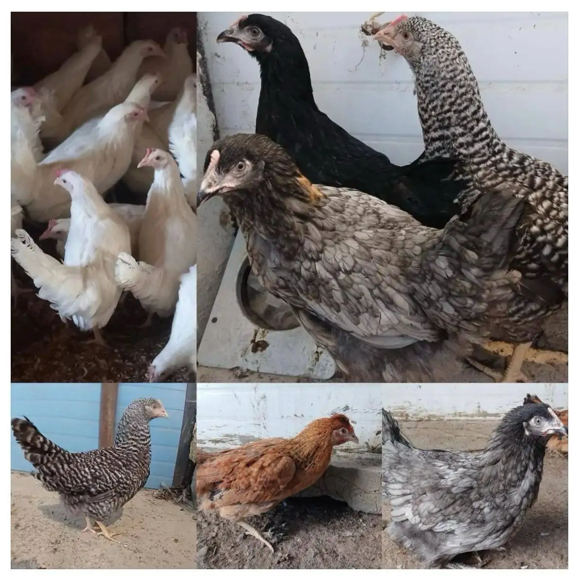 Продажа кур-молодок в Чите и Забайкальском крае - Птица (Животные) в Чита