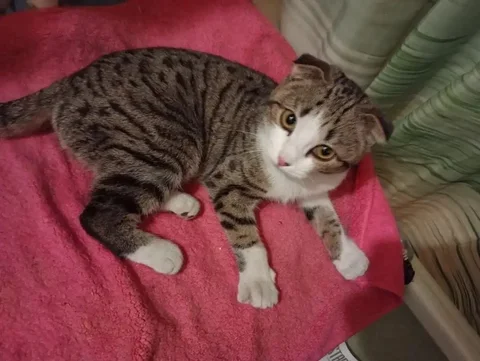 Кошка 8 месяцев - Находка/потеря в Чита