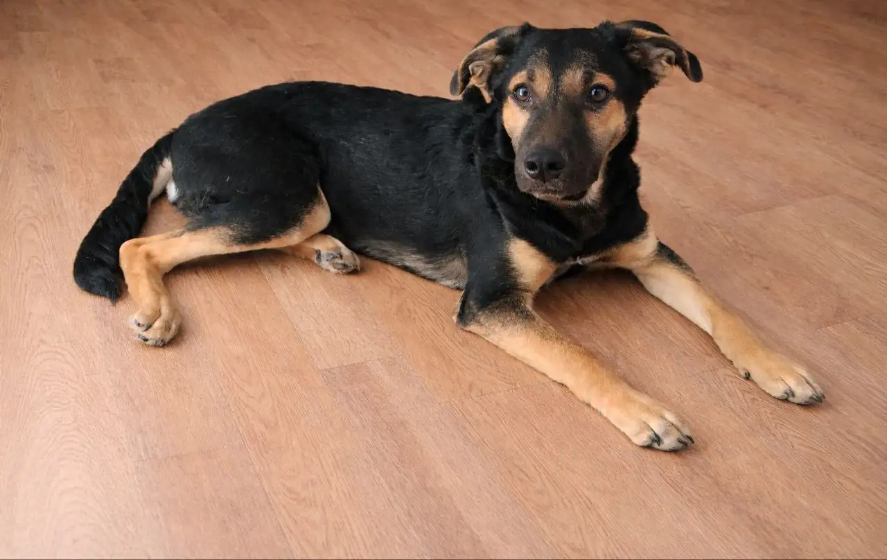 Щенок 4 месяца в Чите - Собаки (Животные) в Чита