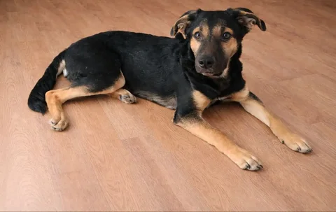 Щенок 4 месяца в Чите - Животные в Чита