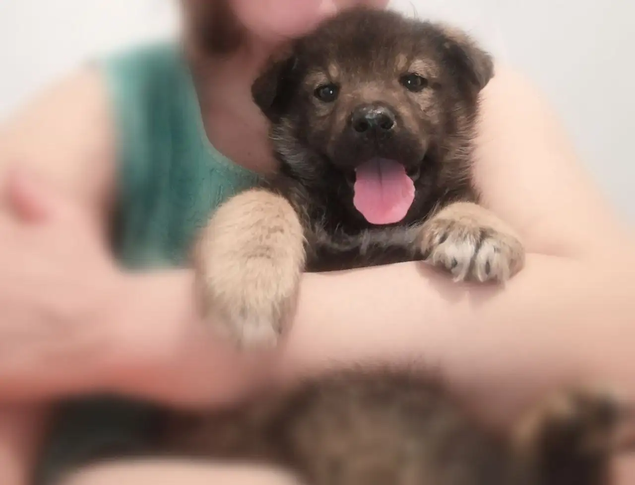 Щенки мальчики ищут дом - Собаки (Животные) в Чита